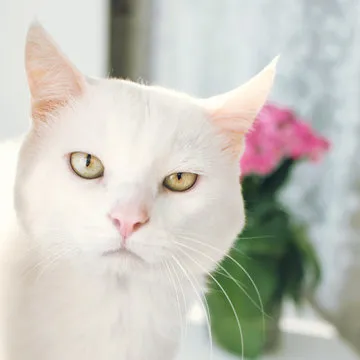 品牌故事